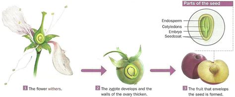 6.2. Reproduccion sexual en plantas - Bilingual Natural Science. I.E.S. Elcano (Sanlúcar Bda.)