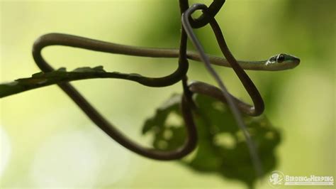 Liberación de Serpiente Cazadora verde. Leptophis ahaetulla - YouTube