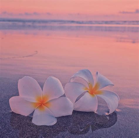 plumeria flower ocean sea beach sunrise sunset | Beach wallpaper, Plumeria, Summer wallpaper