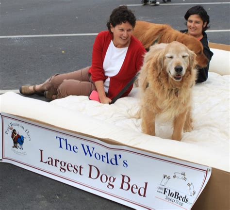 FloBeds Builds World's Largest Dog Bed | Flobeds