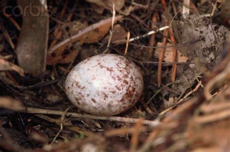 carolina wren egg | Bird prints, Beautiful birds, Wren