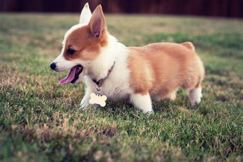 Corgi Wallpapers - Wallpaper Cave