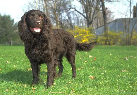 American Water Spaniel Puppies For Sale - AKC PuppyFinder