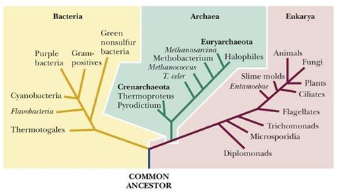 Unit 1-1: Principals of Taxonomy – The Biology Classroom