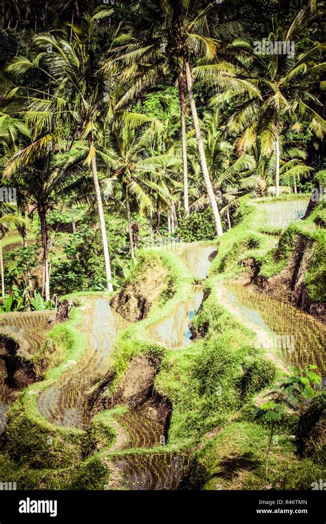 Terrace rice fields in morning sunrise, Ubud, Bali, Indonesia Stock ...