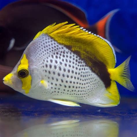 Marquesas butterflyfish: características, habitat e alimentação | Blog ...