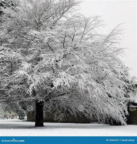 Bute park stock image. Image of snow, cardiff, frost - 12564127