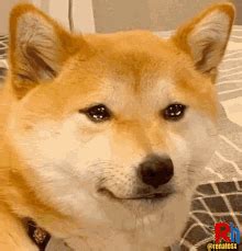 Doge Sad GIFs | Tenor