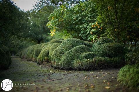 a row of green bushes sitting next to each other on top of a dirt road