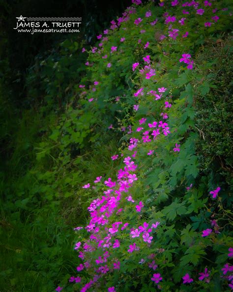 Roadside Irish Flowers (Video) - James A. Truett