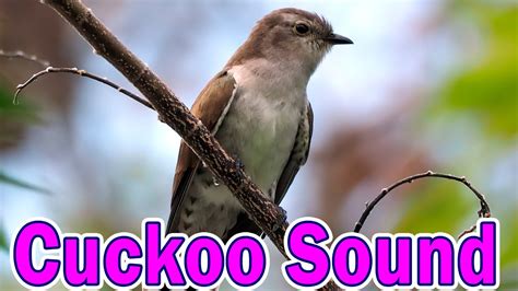 Nature Sounds. Birds. Forest. Cuckoo sound effect 😼 - YouTube