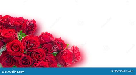 Crimson red rose flowers stock photo. Image of date - 296427360