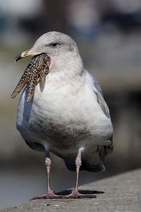 Seagulls Eating Starfish Look Horrifying - Funny Wallpaper 7