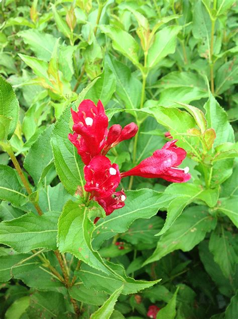 Weigela Sonic Bloom® Red PP#25,132 | Gossett's Landscape Nursery