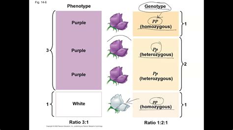 Chap. 14 Mendel and Genetics - YouTube