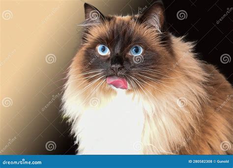 Ragdoll cat with blue eyes stock photo. Image of beauty - 280582308