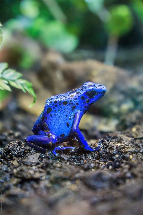 "Blue Frog" by Stocksy Contributor "ACALU Studio" - Stocksy