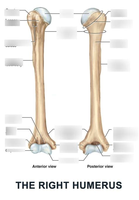 Humerus Anatomy Diagram