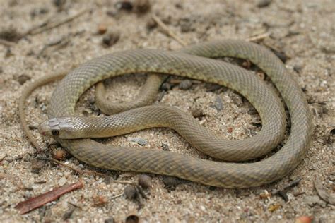 Australian Snakes Identification