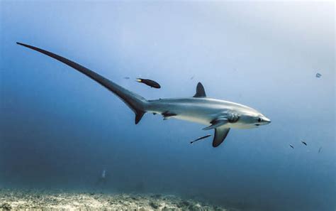 Thresher Shark Diving in Puerto Galera - Philippines Best Dive Sites