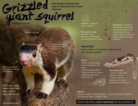 Grizzled Giant Squirrel: Facts, Habitat, Threats | Roundglass | Sustain