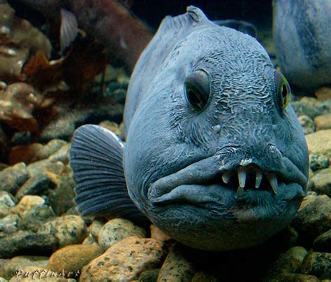 The Most Ugly Fishes In The World | Photographs Only | Funny And Cute ...