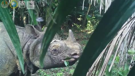 Down to Earth: New Video Captures Javan Rhino Eating – NBC 7 San Diego