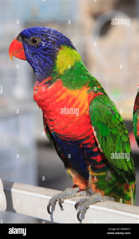 Qatar, Doha, Souq Waqif, bird market, parrot Stock Photo - Alamy
