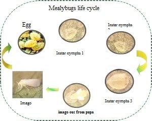 Easily Pests Control: Classification and Life Cycles of Pest Mealybug