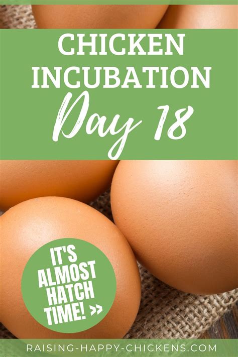 Pin on Incubating Chicken Eggs