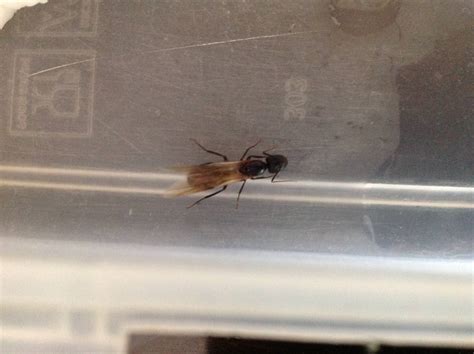 Could you identify which species of ant is this queen? - Biology Stack ...