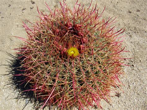 Plant Life of the Colorado Desert