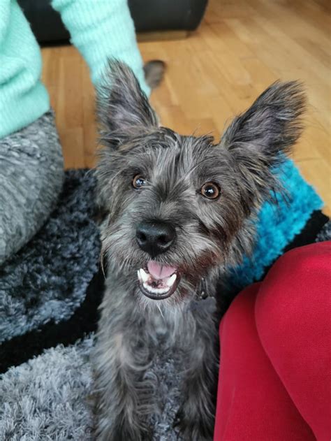 This is Dutch. An 8 month westie-yorkie mix and he's always smiling. : aww