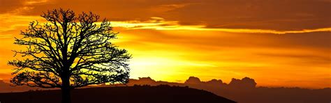 Sunrise Tree Nature · Free photo on Pixabay