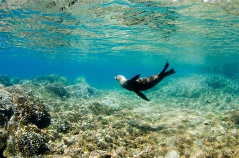 Top Cabo Snorkeling Locations | Cabo Adventures