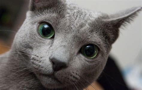 Russian Blue Cat • Purrfectcatbreeds