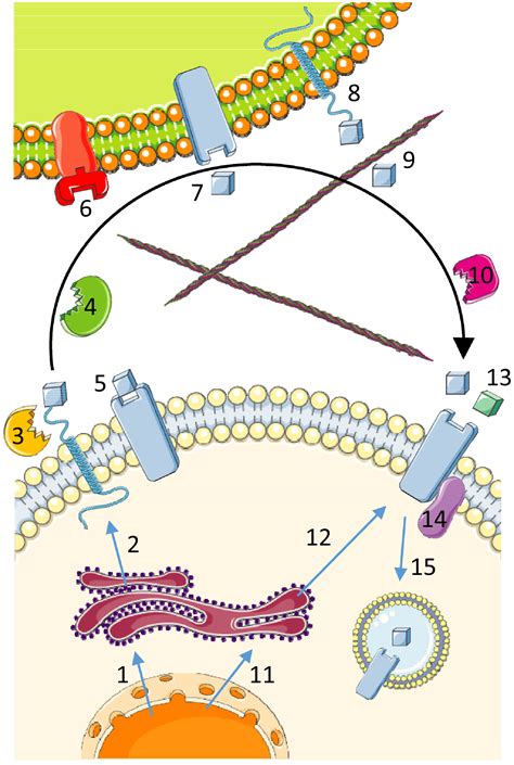 Autocrine Signaling in Cardiac Remodeling: A Rich Source of Therapeutic Targets | Journal of the ...