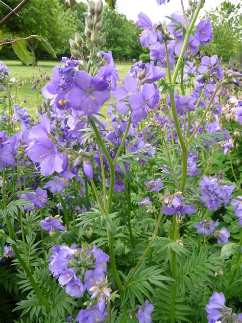 life between the flowers : Blue Perennial Jacobs Ladder, Polemonium ...