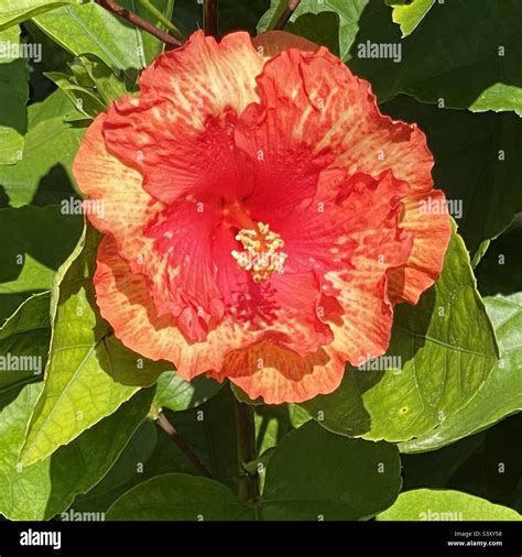 Fiery red bloom hi-res stock photography and images - Alamy