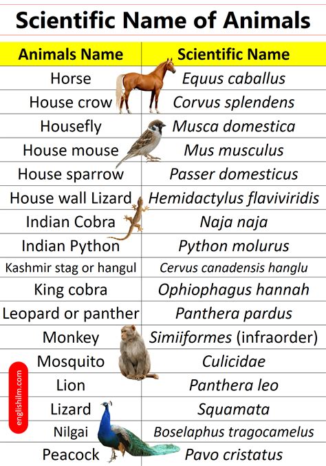 100+ Scientific Names of Animals in English | Scientific Names | Pet ...