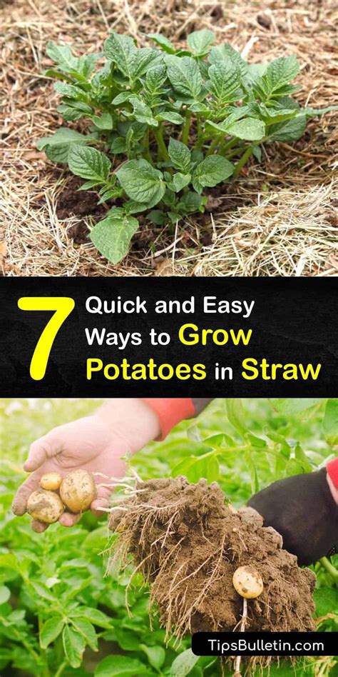 Potato Gardening, Planting Potatoes, Growing Fruit, Growing Vegetables ...