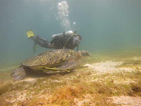 Puerto-galera-diving – BADLADZ