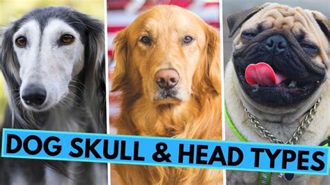 Different Dog Head and Skull Types - Brachycephalic, Mesocephalic and ...