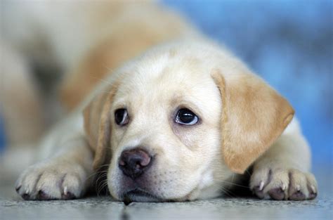 Cute Labrador Puppy :) HD desktop wallpaper : Widescreen : High Definition : Fullscreen