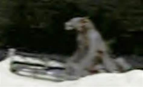 The Fortean Slip: Michigan Dogman Sightings