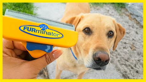 Furminator vs. Labrador - YouTube