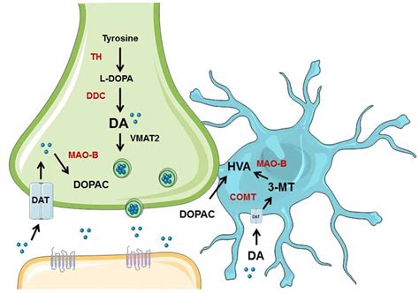 Frontiers | Metabolism of Dopamine in Nucleus Accumbens Astrocytes Is ...