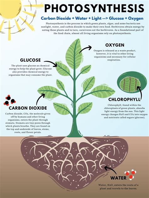 Plant Photosynthesis Cycle