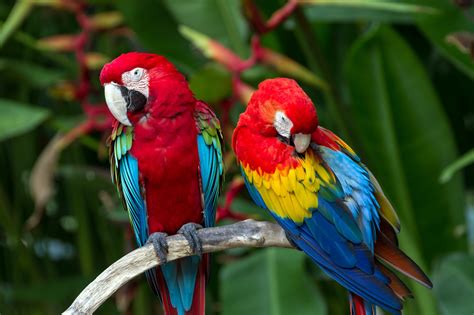 Guacamaya roja, otra especie más en peligro de extinción - México ...