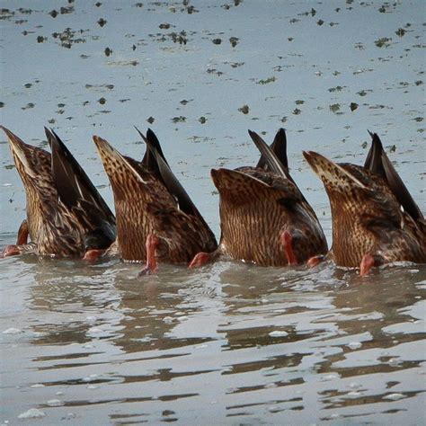 Ducks a dabbling | Pet ducks, Dabbling duck, Animal magic